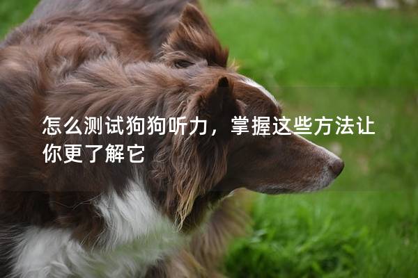 怎么测试狗狗听力，掌握这些方法让你更了解它