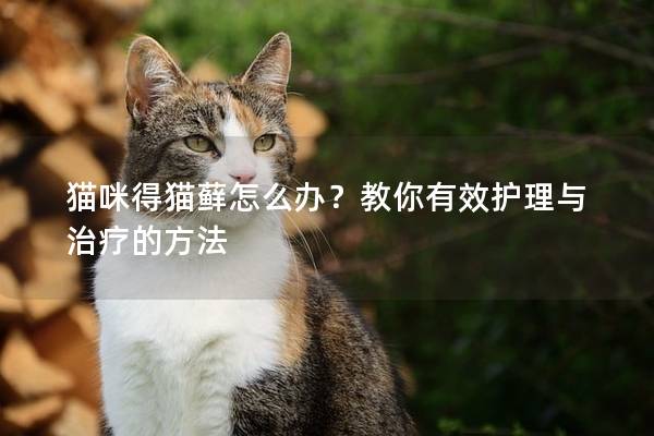 猫咪得猫藓怎么办？教你有效护理与治疗的方法