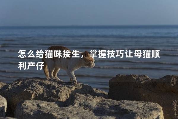 怎么给猫咪接生，掌握技巧让母猫顺利产仔