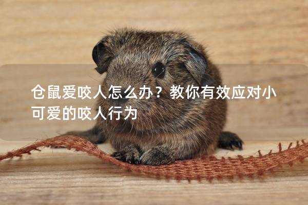 仓鼠爱咬人怎么办？教你有效应对小可爱的咬人行为