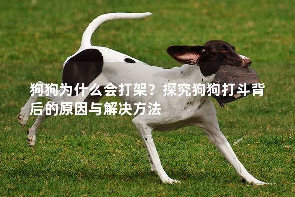 狗狗为什么会打架?探究狗狗打斗背后的原因与解决方法 狗狗为什么会打架?探究狗狗打斗背后的原因与解决方法