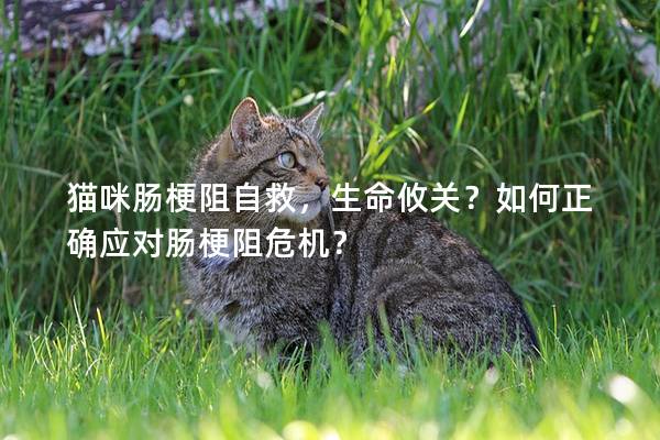 猫咪肠梗阻自救，生命攸关？如何正确应对肠梗阻危机？