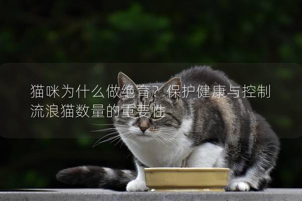 猫咪为什么做绝育？保护健康与控制流浪猫数量的重要性