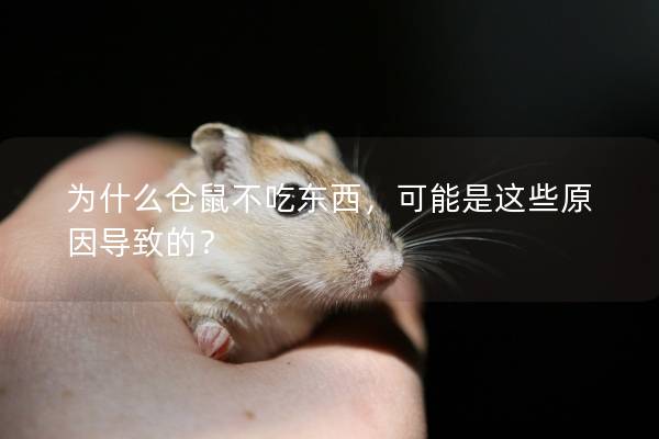 为什么仓鼠不吃东西，可能是这些原因导致的？