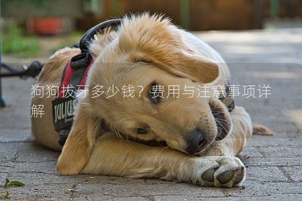 狗狗拔牙多少钱？费用与注意事项详解