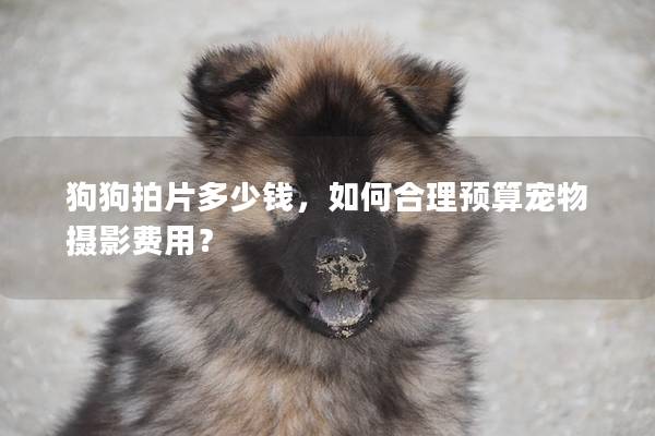 狗狗拍片多少钱，如何合理预算宠物摄影费用？