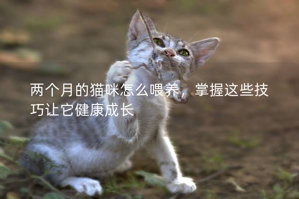 两个月的猫咪怎么喂养，掌握这些技巧让它健康成长