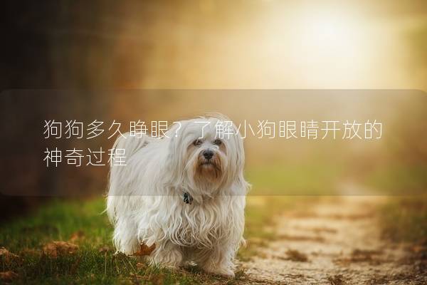 狗狗多久睁眼？了解小狗眼睛开放的神奇过程