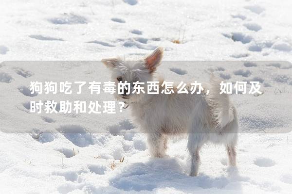 狗狗吃了有毒的东西怎么办，如何及时救助和处理？