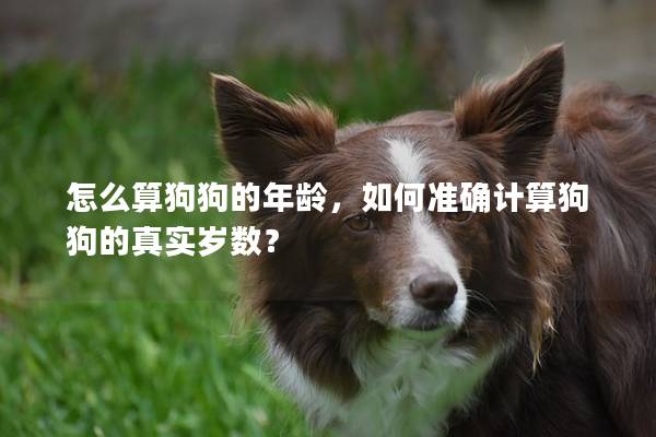 怎么算狗狗的年龄,如何准确计算狗狗的真实岁数? 怎么算狗狗的年龄,如何准确计算狗狗的真实岁数?