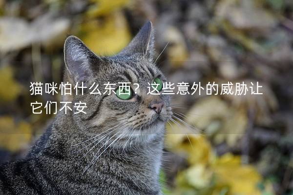 猫咪怕什么东西？这些意外的威胁让它们不安