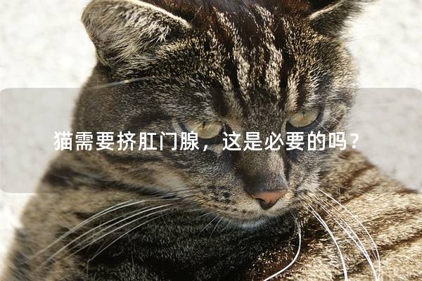 猫需要挤肛门腺，这是必要的吗？