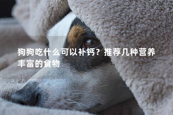 狗狗吃什么可以补钙？推荐几种营养丰富的食物