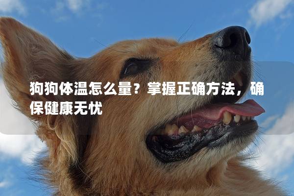 狗狗体温怎么量?掌握正确方法,确保健康无忧 狗狗体温怎么量?掌握正确方法,确保健康无忧