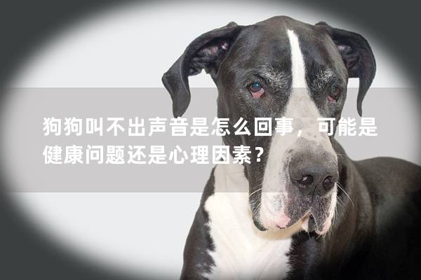 狗狗叫不出声音是怎么回事，可能是健康问题还是心理因素？