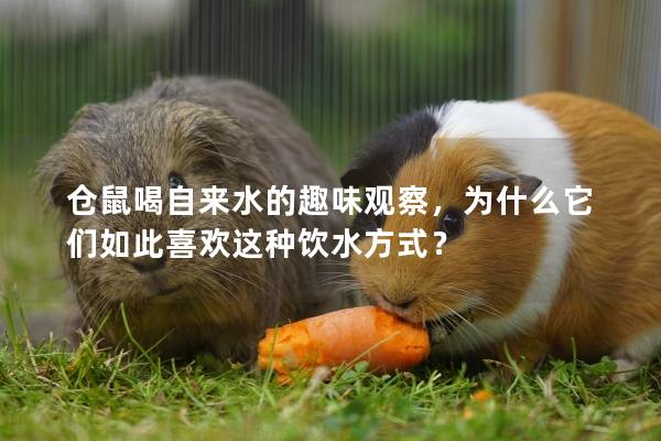 仓鼠喝自来水的趣味观察，为什么它们如此喜欢这种饮水方式？