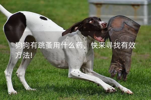 狗狗有跳蚤用什么药，快来寻找有效方法!