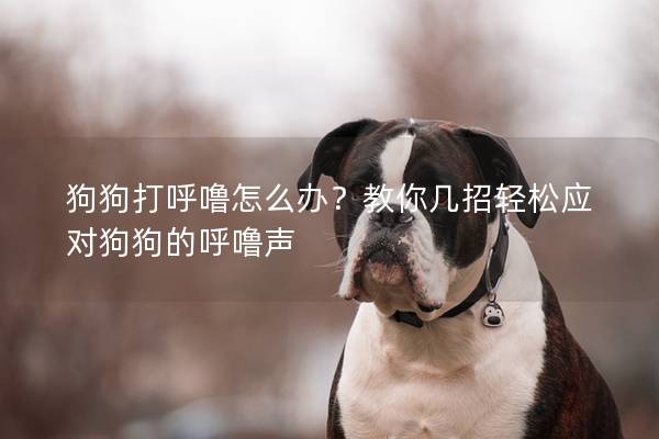 狗狗打呼噜怎么办？教你几招轻松应对狗狗的呼噜声