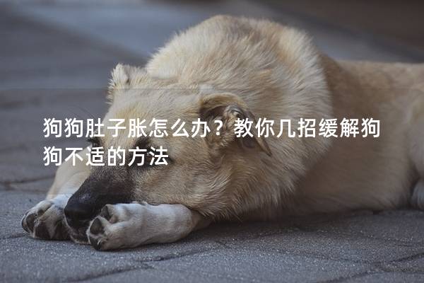 狗狗肚子胀怎么办？教你几招缓解狗狗不适的方法
