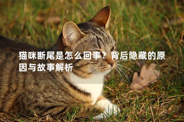 猫咪断尾是怎么回事?背后隐藏的原因与故事解析 猫咪断尾是怎么回事?背后隐藏的原因与故事解析
