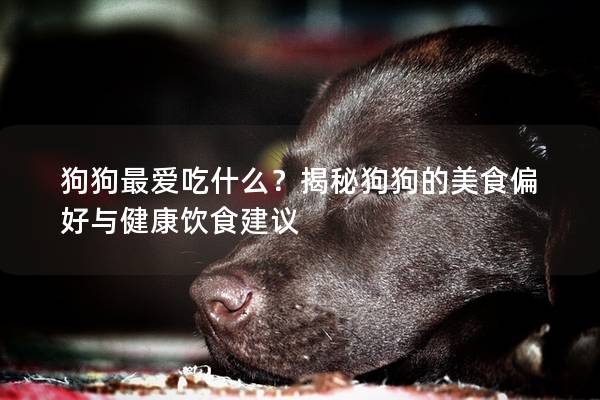 狗狗最爱吃什么？揭秘狗狗的美食偏好与健康饮食建议