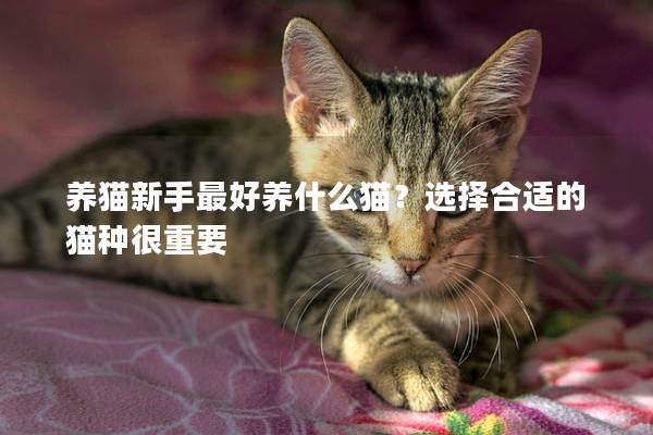 养猫新手最好养什么猫?选择合适的猫种很重要 养猫新手最好养什么猫?选择合适的猫种很重要