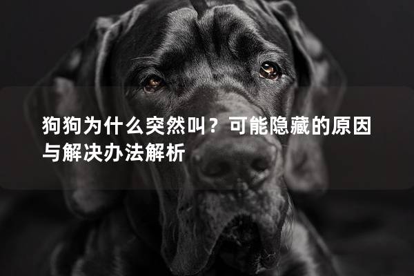 狗狗为什么突然叫？可能隐藏的原因与解决办法解析