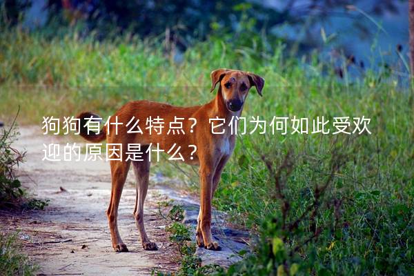 狗狗有什么特点?它们为何如此受欢迎的原因是什么? 狗狗有什么特点?它们为何如此受欢迎的原因是什么?