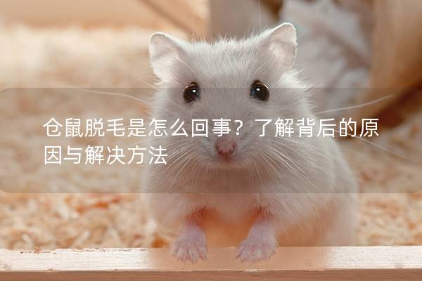 仓鼠脱毛是怎么回事？了解背后的原因与解决方法