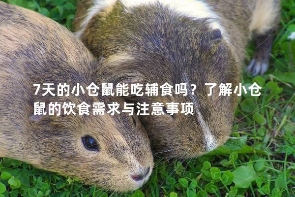 7天的小仓鼠能吃辅食吗？了解小仓鼠的饮食需求与注意事项