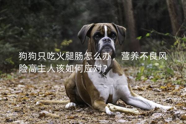 狗狗只吃火腿肠怎么办，营养不良风险高主人该如何应对？