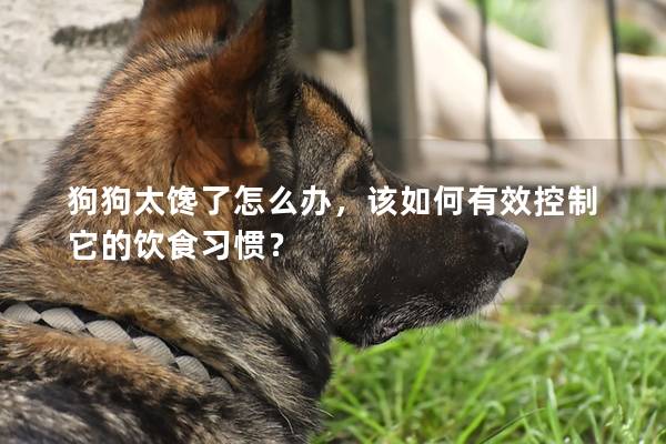 狗狗太馋了怎么办，该如何有效控制它的饮食习惯？