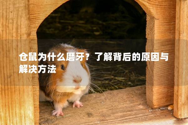 仓鼠为什么磨牙？了解背后的原因与解决方法