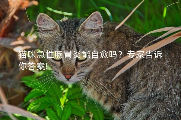 猫咪急性肠胃炎能自愈吗？专家告诉你答案!