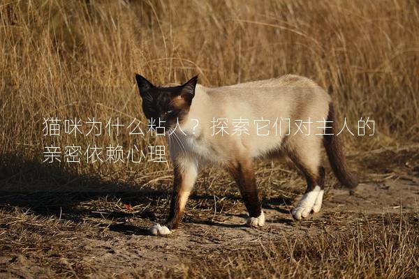 猫咪为什么粘人？探索它们对主人的亲密依赖心理