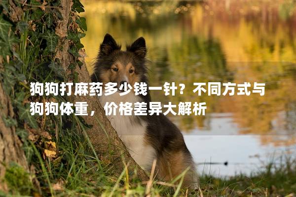 狗狗打麻药多少钱一针？不同方式与狗狗体重，价格差异大解析