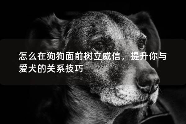 怎么在狗狗面前树立威信,提升你与爱犬的关系技巧 怎么在狗狗面前树立威信,提升你与爱犬的关系技巧