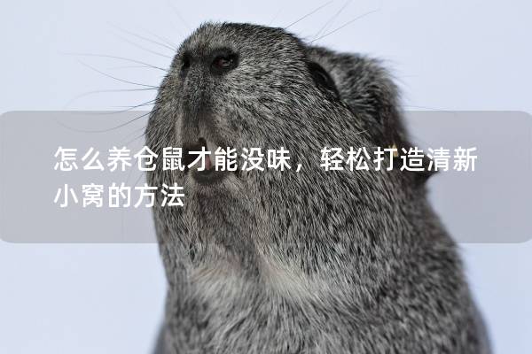 怎么养仓鼠才能没味，轻松打造清新小窝的方法