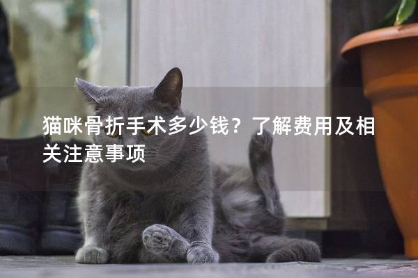 猫咪骨折手术多少钱？了解费用及相关注意事项