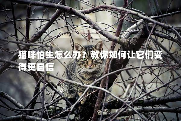 猫咪怕生怎么办？教你如何让它们变得更自信
