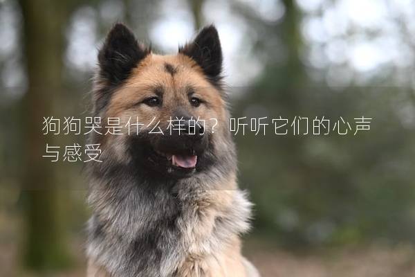 狗狗哭是什么样的？听听它们的心声与感受