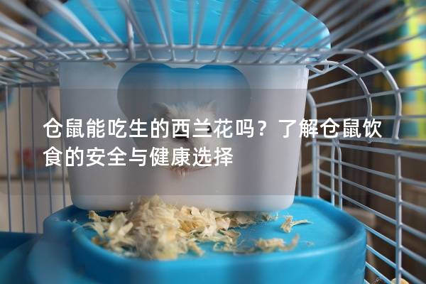 仓鼠能吃生的西兰花吗?了解仓鼠饮食的安全与健康选择 仓鼠能吃生的西兰花吗?了解仓鼠饮食的安全与健康选择