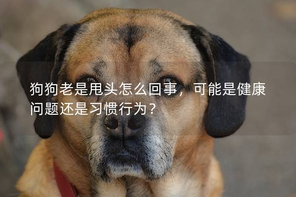 狗狗老是甩头怎么回事，可能是健康问题还是习惯行为？