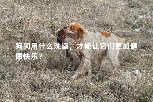 狗狗用什么洗澡，才能让它们更加健康快乐？