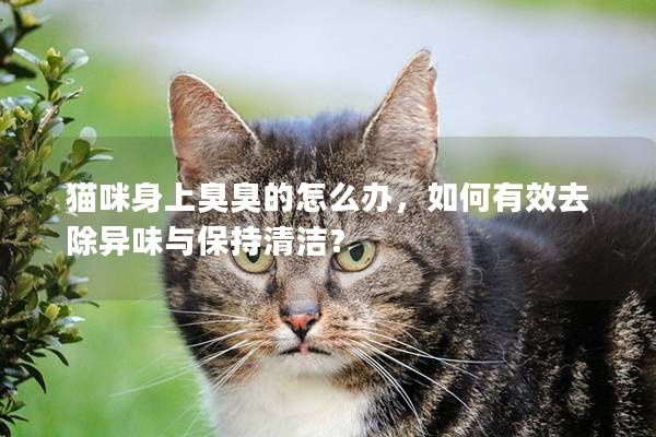 猫咪身上臭臭的怎么办，如何有效去除异味与保持清洁？