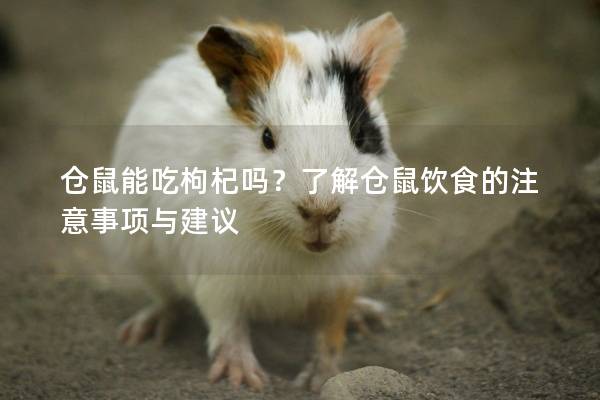 仓鼠能吃枸杞吗？了解仓鼠饮食的注意事项与建议