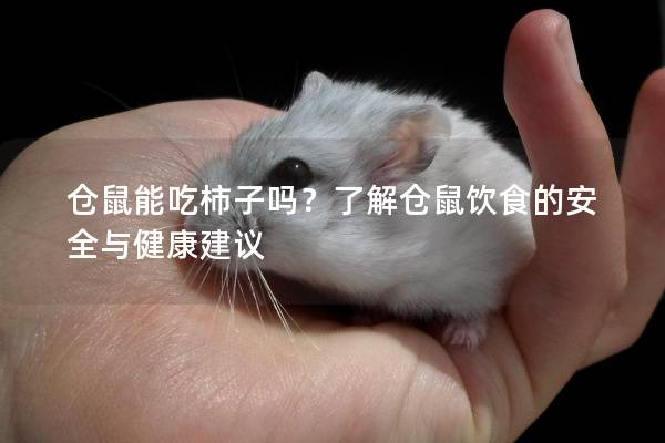 仓鼠能吃柿子吗？了解仓鼠饮食的安全与健康建议