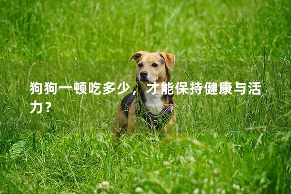 狗狗一顿吃多少，才能保持健康与活力？