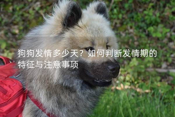 狗狗发情多少天？如何判断发情期的特征与注意事项