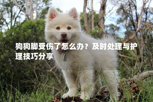 狗狗脚受伤了怎么办？及时处理与护理技巧分享